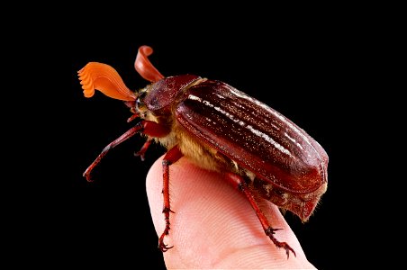 Hammond's Lined June Beetle (Scarabaeidae, Polyphylla hammondi)