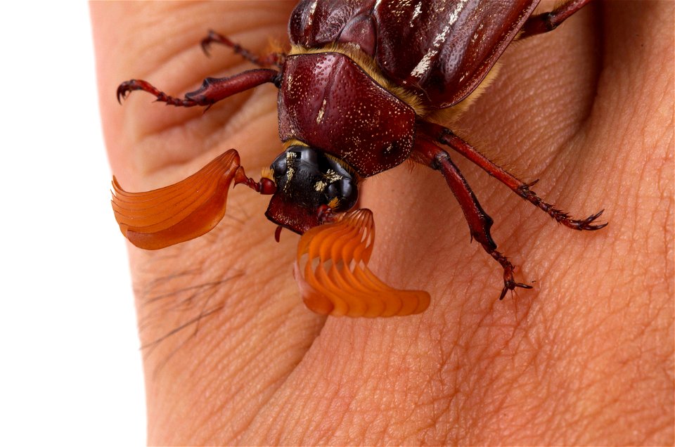 Hammond's Lined June Beetle (Scarabaeidae, Polyphylla hammondi)