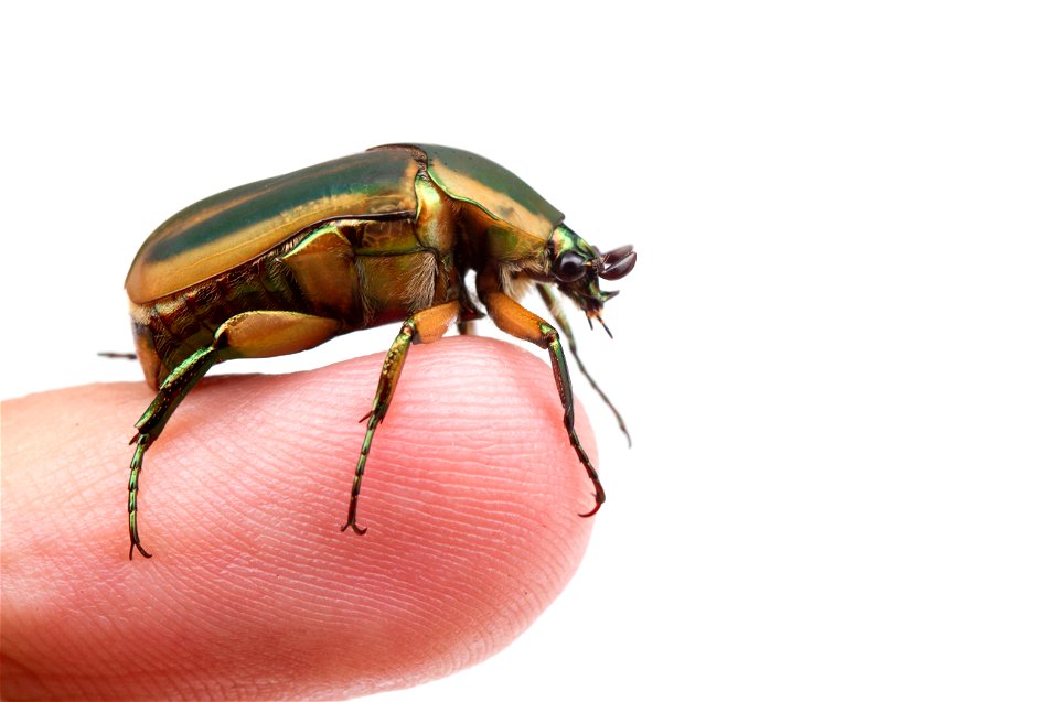 Green June Beetle (Scarabaeidae, Cotinis nitida)