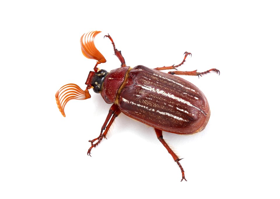 Hammond's Lined June Beetle (Scarabaeidae, Polyphylla hammondi)