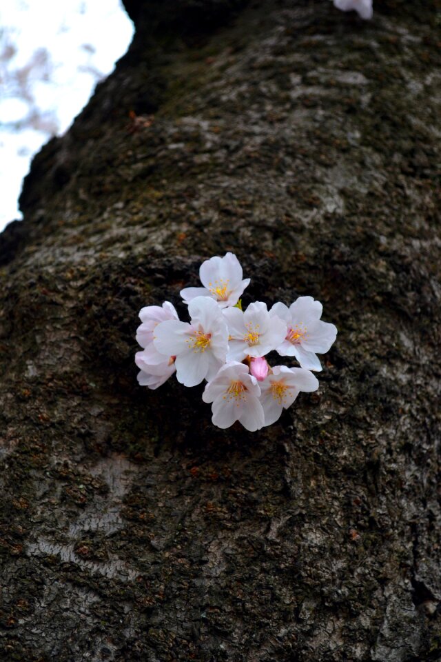 Spring pink blossom