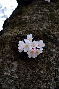 Spring pink blossom