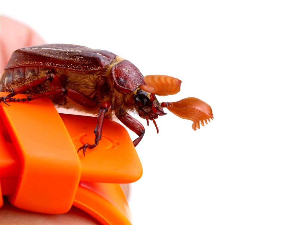 Hammond's Lined June Beetle (Scarabaeidae, Polyphylla hammondi)