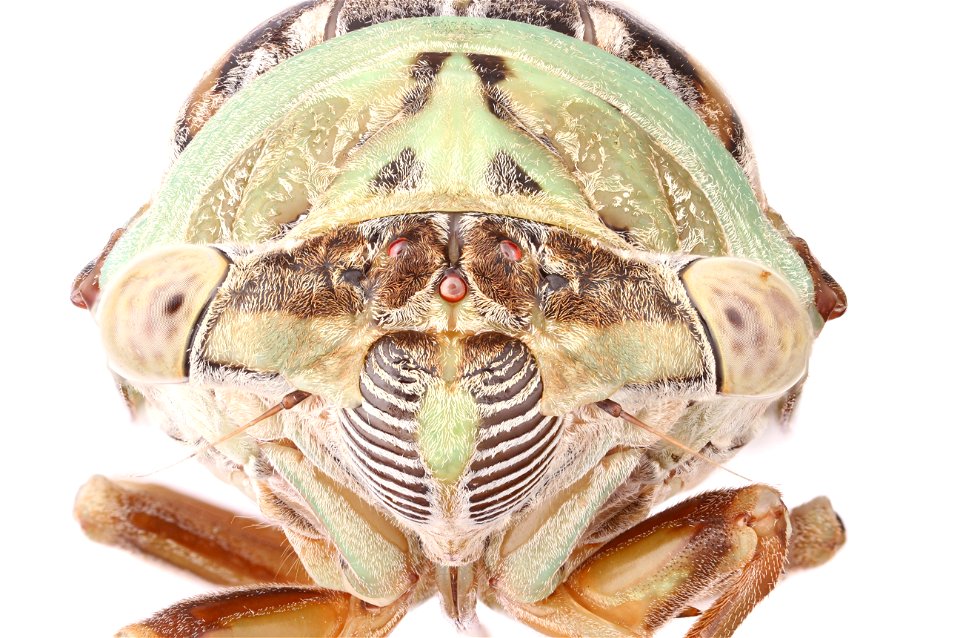 Annual cicada (Cicadidae, Neotibicen sp.)