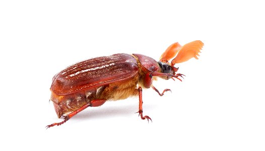 Hammond's Lined June Beetle (Scarabaeidae, Polyphylla hammondi)