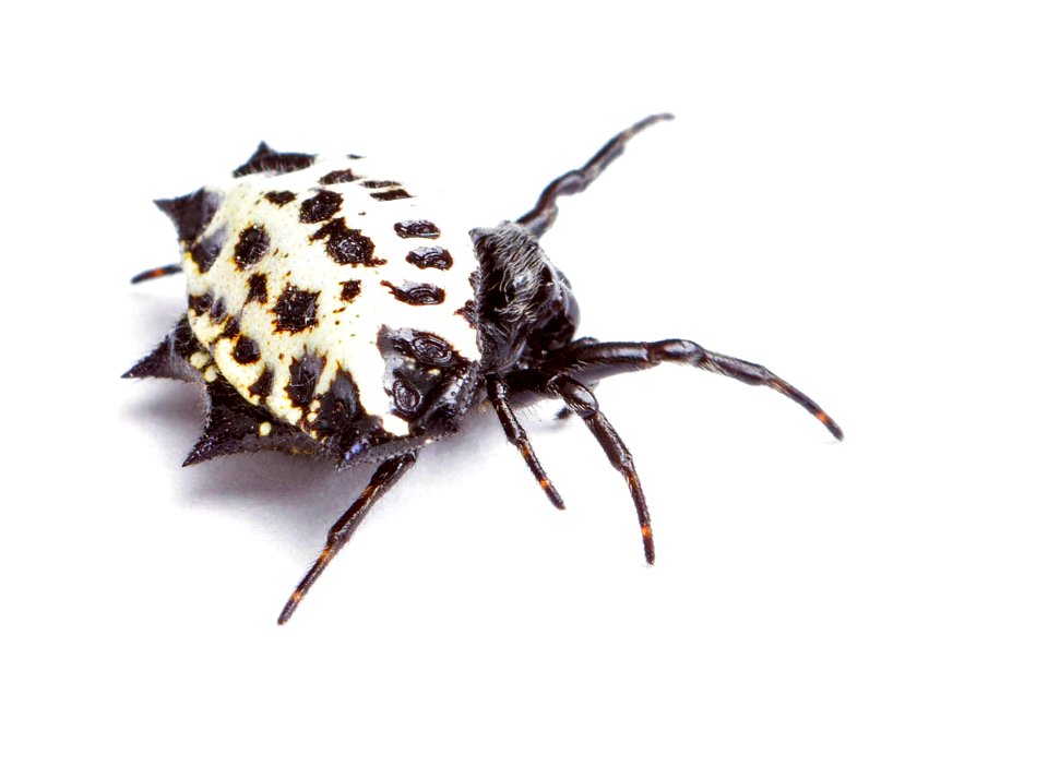 Spinybacked orbweaver (Araneidae, Gasteracantha cancriformis)