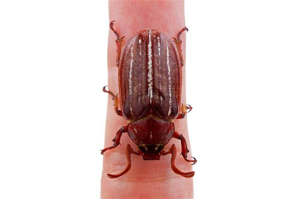 Hammond's Lined June Beetle (Scarabaeidae, Polyphylla hammondi)
