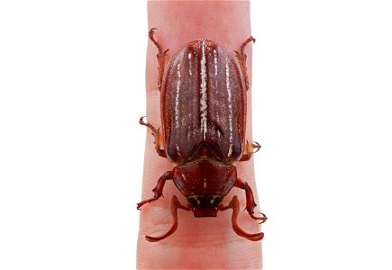 Hammond's Lined June Beetle (Scarabaeidae, Polyphylla hammondi)