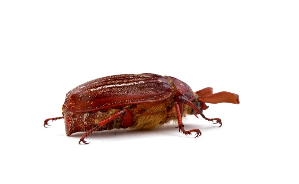 Hammond's Lined June Beetle (Scarabaeidae, Polyphylla hammondi)