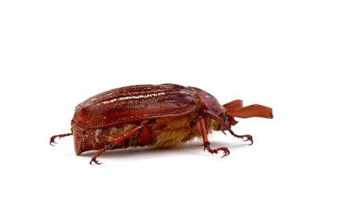 Hammond's Lined June Beetle (Scarabaeidae, Polyphylla hammondi)