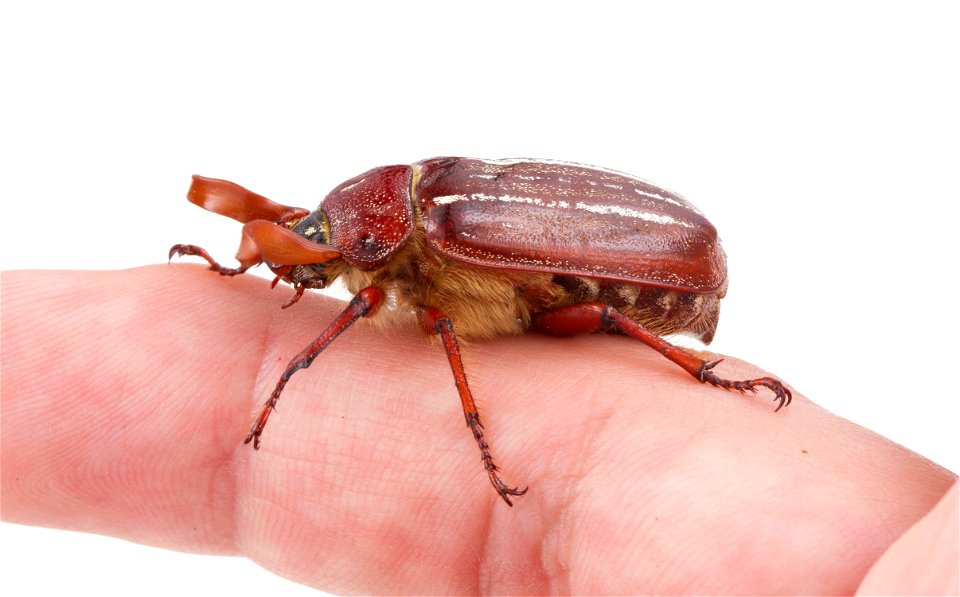 Hammond's Lined June Beetle (Scarabaeidae, Polyphylla hammondi)