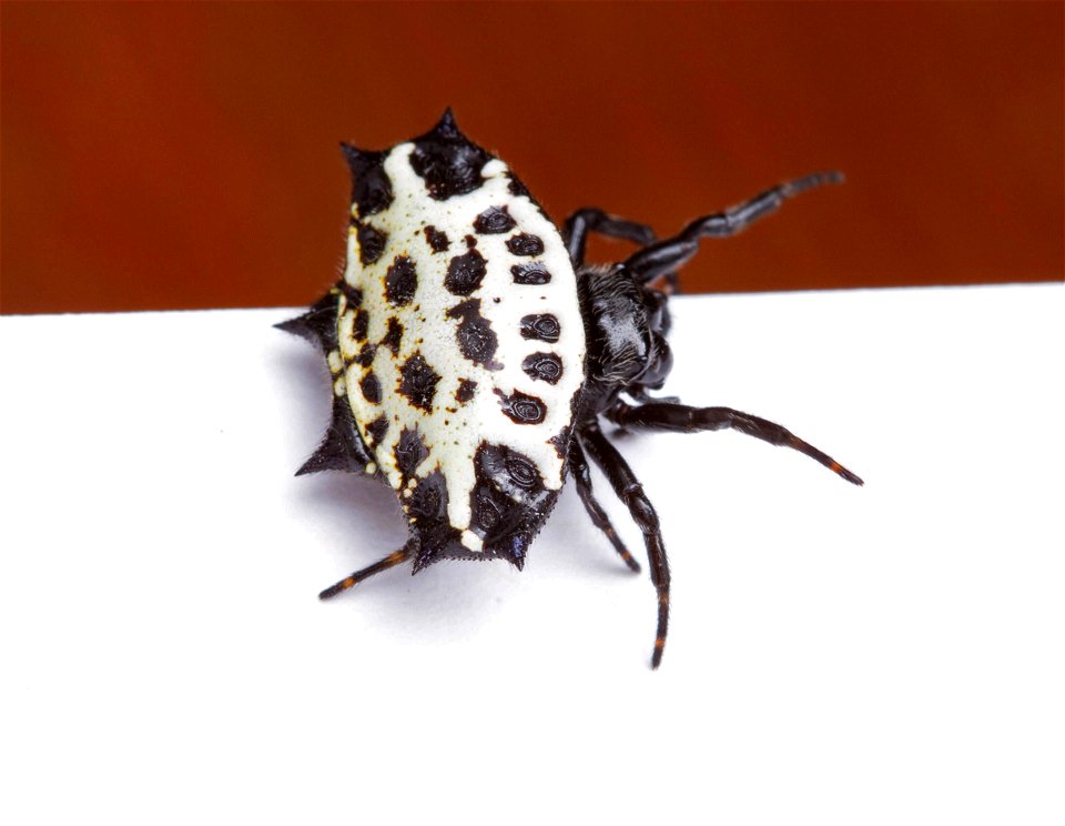 Spinybacked orbweaver (Araneidae, Gasteracantha cancriformis)
