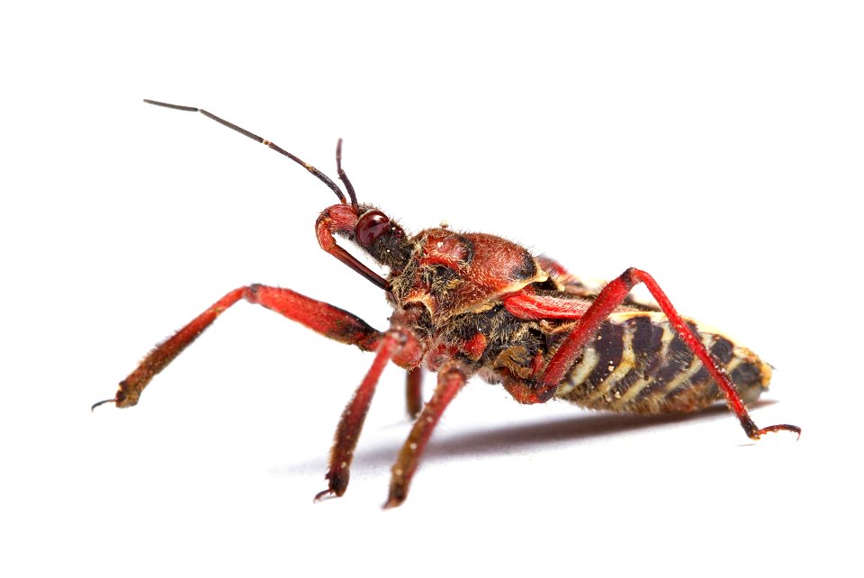 Bee Assassin (Reduviidae, Apiomerus spissipes)