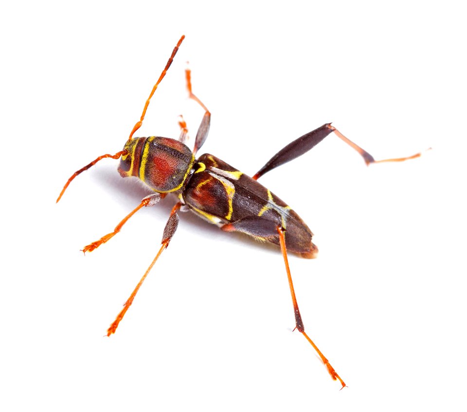 Longhorn beetle (Cerambycidae, Neoclytus mucronatus)