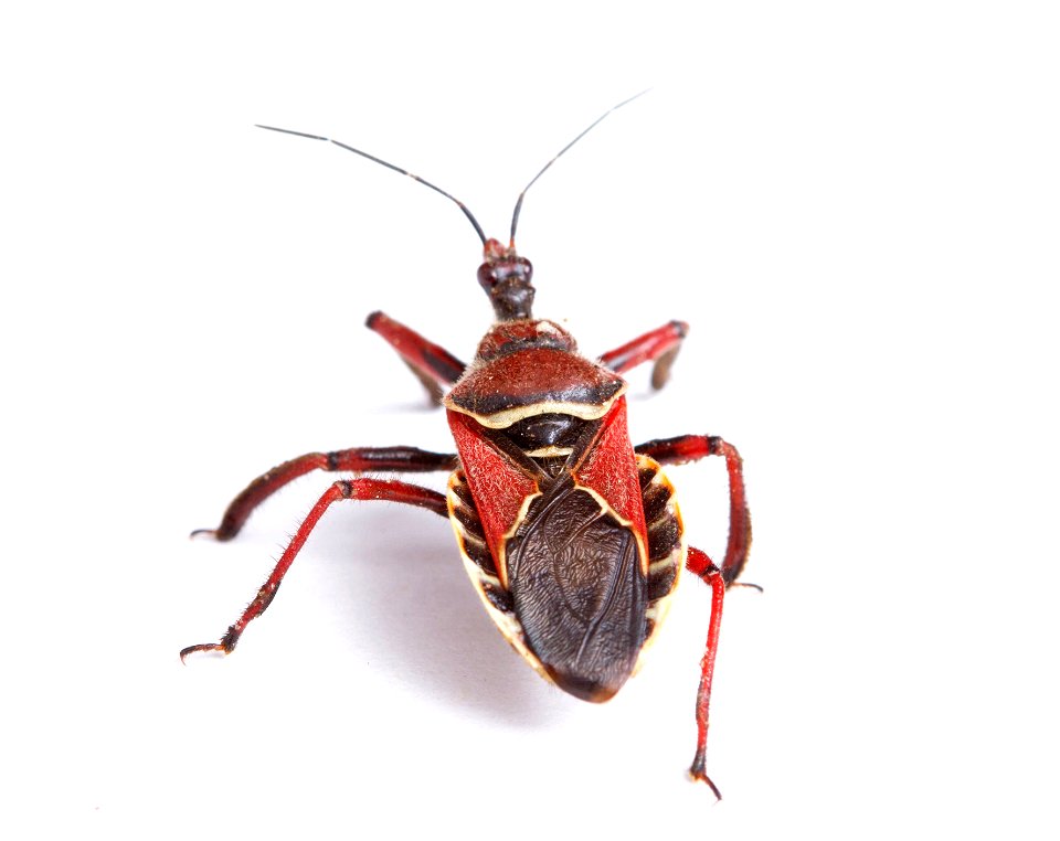 Bee Assassin (Reduviidae, Apiomerus spissipes)