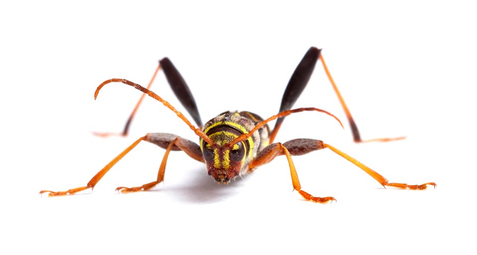Longhorn beetle (Cerambycidae, Neoclytus mucronatus)