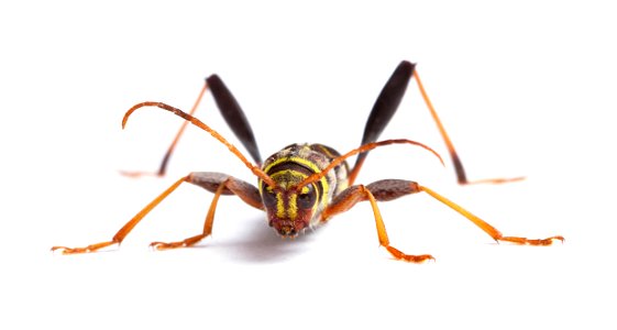 Longhorn beetle (Cerambycidae, Neoclytus mucronatus)