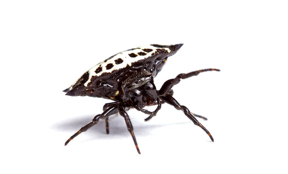 Spinybacked orbweaver (Araneidae, Gasteracantha cancriformis)