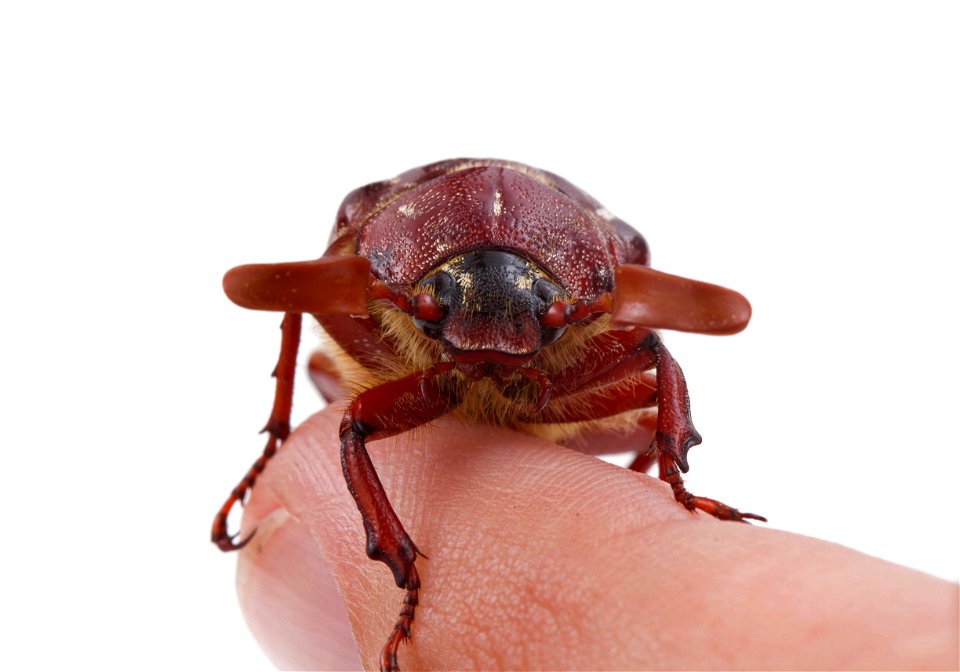 Hammond's Lined June Beetle (Scarabaeidae, Polyphylla hammondi)