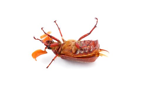 Hammond's Lined June Beetle (Scarabaeidae, Polyphylla hammondi)
