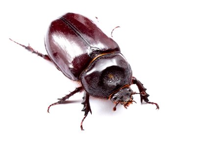 Ox beetle, female (Dynastinae, Strategus aloeus)
