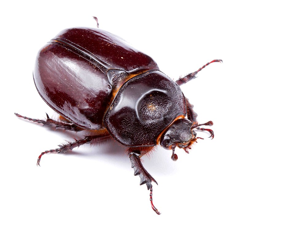 Ox beetle, female (Dynastinae, Strategus aloeus)