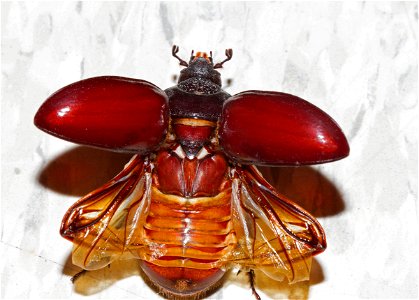 Ox beetle, female (Dynastinae, Strategus aloeus)