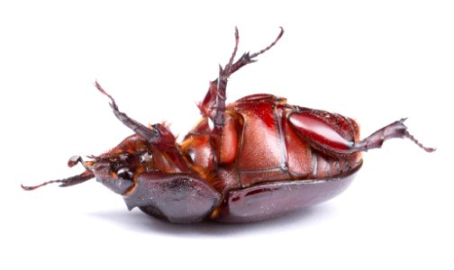 Ox beetle, female (Dynastinae, Strategus aloeus)