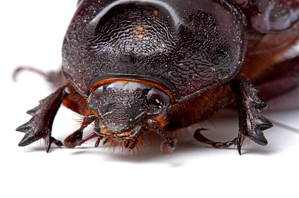 Ox beetle, female (Dynastinae, Strategus aloeus)