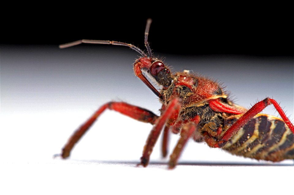 Bee Assassin (Reduviidae, Apiomerus spissipes)