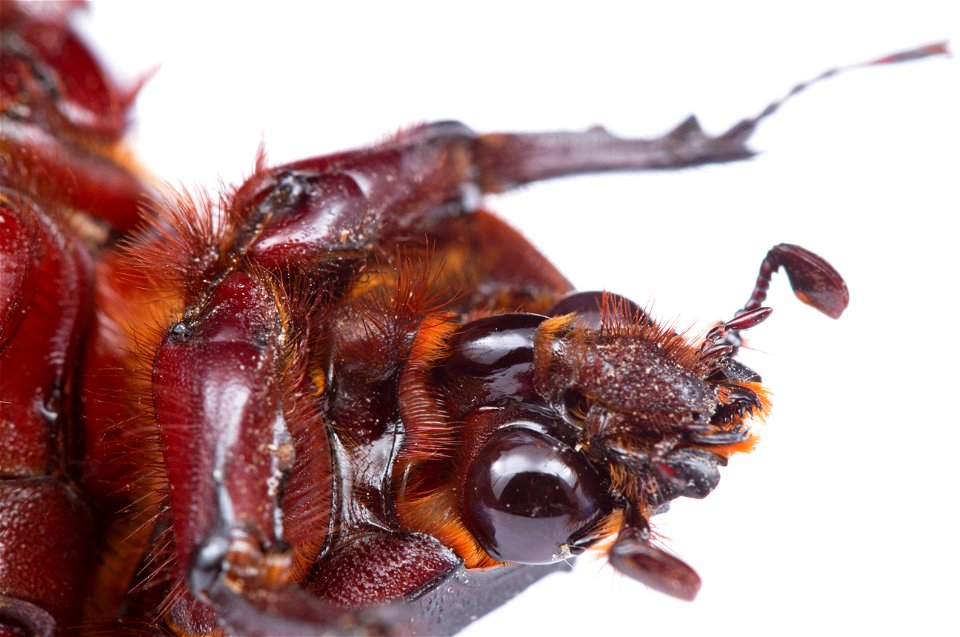 Ox beetle, female (Dynastinae, Strategus aloeus)