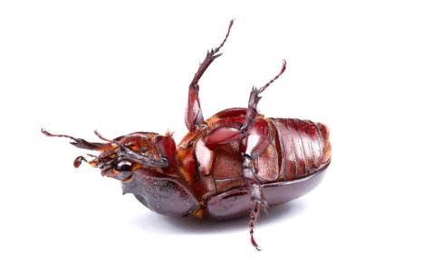 Ox beetle, female (Dynastinae, Strategus aloeus)