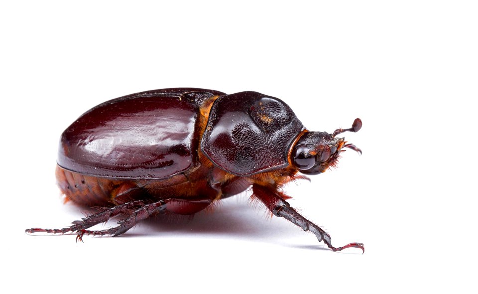 Ox beetle, female (Dynastinae, Strategus aloeus)