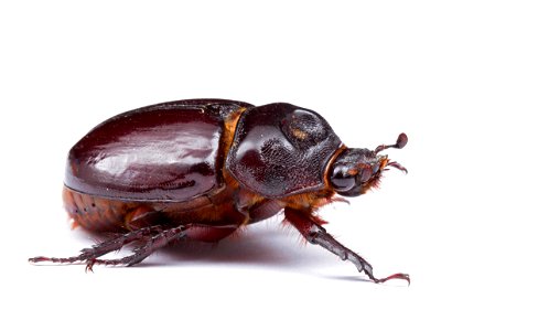 Ox beetle, female (Dynastinae, Strategus aloeus)