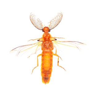 Glowworm beetle, male (Phengodidae; Phengodes sp.)