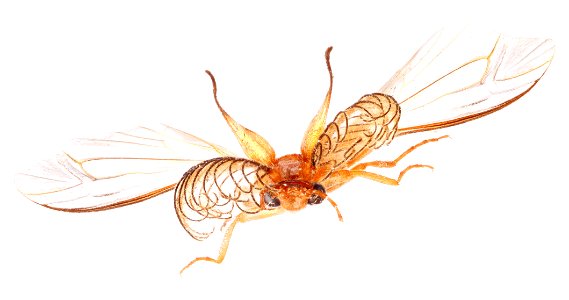 Glowworm beetle, male (Phengodidae, Phengodes sp.)
