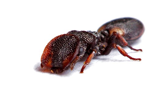 Texas Turtle Ant, soldier (Formicidae, Cephalotes texanus) photo