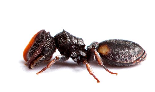 Texas Turtle Ant, soldier (Formicidae, Cephalotes texanus)