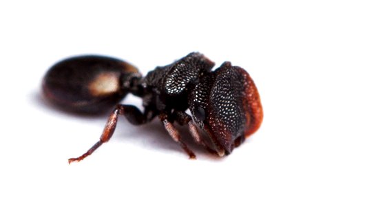 Texas Turtle Ant, soldier (Formicidae, Cephalotes texanus)