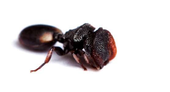 Texas Turtle Ant, soldier (Formicidae, Cephalotes texanus) photo