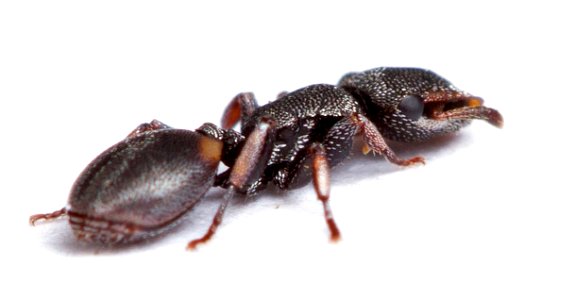 Texas Turtle Ant, soldier (Formicidae, Cephalotes texanus) photo