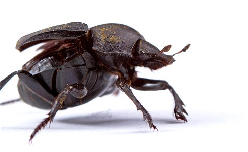 Tumblebug (Scarabaeidae, Canthon sp.) photo