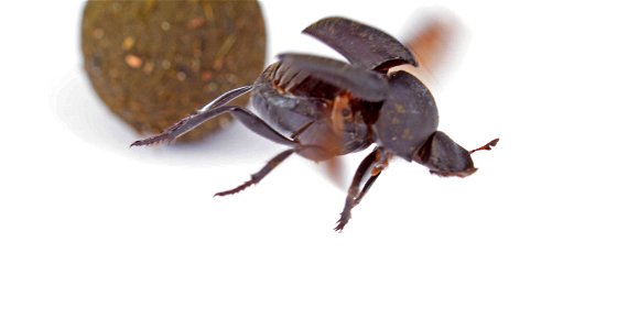 Tumblebug flies away from dung ball (Scarabaeidae, Canthon sp.) photo