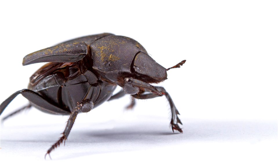 Tumblebug (Scarabaeidae, Canthon sp.)