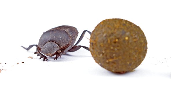 Tumblebug and dung ball (Scarabaeidae, Canthon sp.) photo