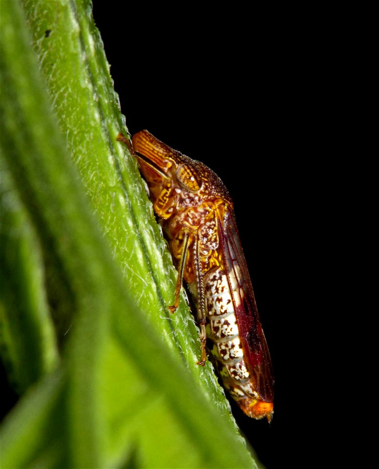 Glassy-winged Sharpshooter (Cicadellidae, Homalodisca vitripennis)