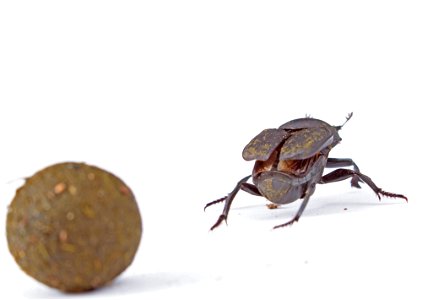 Tumblebug walks away from dung ball (Scarabaeidae, Canthon sp.)