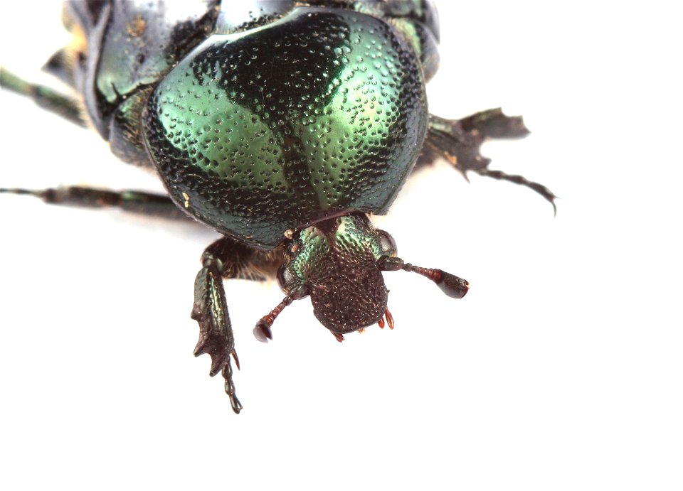 Dark Flower Scarab (Scarabaeidae, Euphoria sepulcralis)