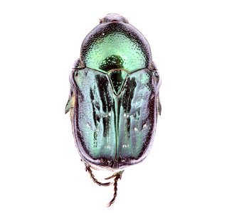 Dark Flower Scarab (Scarabaeidae, Euphoria sepulcralis)