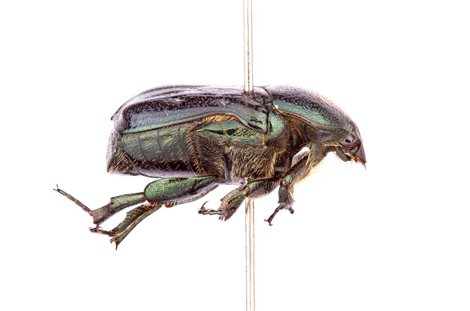Dark Flower Scarab (Scarabaeidae, Euphoria sepulcralis)